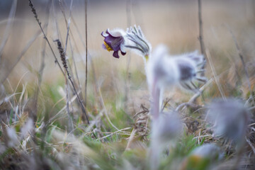 Spring purple flower in the meadow - Pasqueflower - Pulsatilla pratensis at sunset