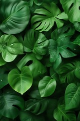 Fototapeta premium Lush Monstera Leaves Pattern with Water Droplets Close-up, Green Background