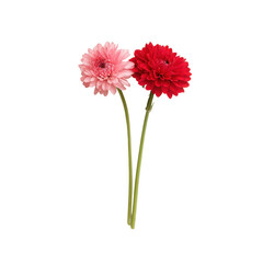 Pink and red dahlia flowers isolated on transparent background