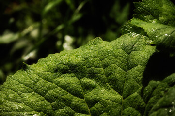 nature sceneries along the trail to Lagusel lake inside Val San Nicolò, Pozza di Fassa, Dolomites, Italy
