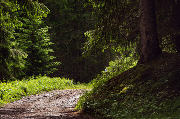 Obraz premium nature sceneries along the trail to Lagusel lake inside Val San Nicolò, Pozza di Fassa, Dolomites, Italy