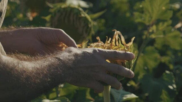 In a close-up, the hands of an expert or farmer gently examine a ripe sunflower head. Their fingers check the fullness and ripeness of the sunflower grains.