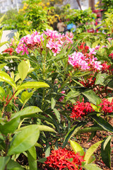 Beautiful Garden with Pink and Red Blooming Flowers