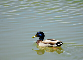 duck on the water