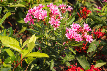 Bright Pink and Red Flowers in Lush Greenery