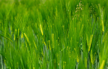 il frumento a primavera mosso dal vento