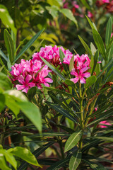 Obraz premium Pink Oleander Flowers Blooming Amidst Green Leafy Shrubs