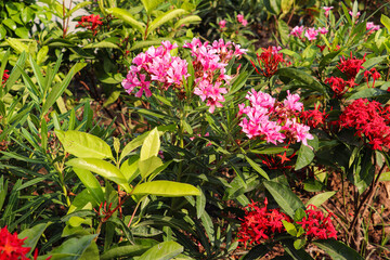  Vibrant Pink and Red Flowers in Green Garden
