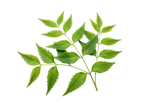 A sprig of neem leaves with multiple pointed serrated green leaflets isolated on transparent background