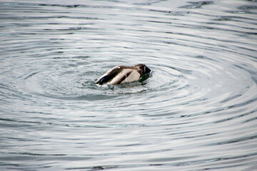 Obraz premium woman in the water