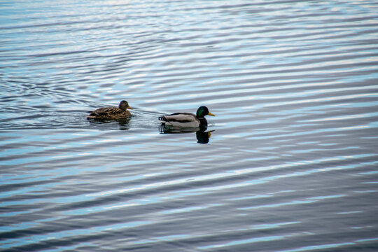 ducks in the water