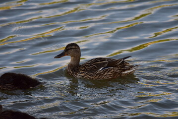 duck and ducklings
