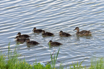 duck and ducklings
