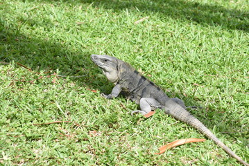 Gemeiner Schwarzleguan