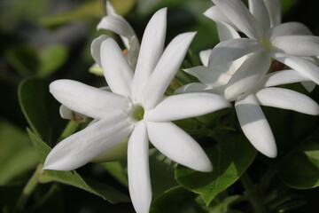 Many beautiful white flowers brighten up nature