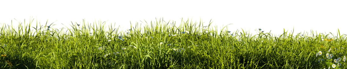 Field of tall green grass on white transparent background. 3D rendering illustration