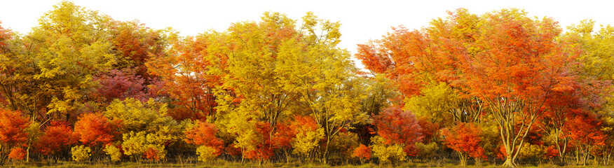 A field of colorful trees in the middle of a field on a transparent background. 3D rendering illustration
