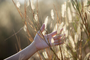Hand Gently Touching Golden Grass in a Sunlit Field