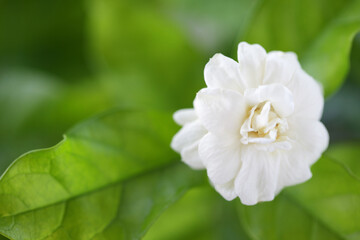 Delicate White Flower with Lush Green Leaves in Soft Natural Light