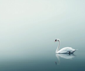 Fototapeta premium Elegant Swan Swimming in Tranquil Waters Misty Landscape Nature Photography Serene Environment Close-up View