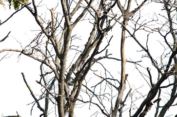 Dry wooden stick from the forest isolated on transparent background .