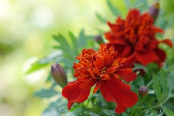 red dahlia flower