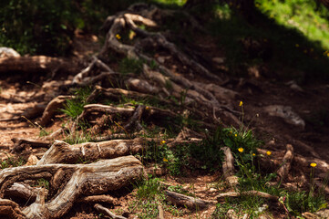 nature sceneries along the trail starting from the Costalunga Pass, Sen Jan di Fassa, Dolomites, Italy
