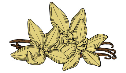 Vanilla hand drawn composition in gentle color. Beautifully detailed black and white drawing of vanilla beans and flowers. Ink sketch isolated illustration. Branding and package design Clip art spice