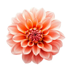 Fototapeta premium Peach Dahlia Flower Blossom Closeup Nature Beauty