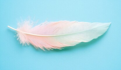 Obraz premium Delicate pastel feather. Soft pink and white feather lies on a light blue background. The feather's delicate texture and pastel colors create a serene and airy ambiance