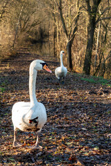 A majestic swan stands on a leaf-covered forest path, illuminated by warm sunlight. Close-up of its elegant neck and plumage.