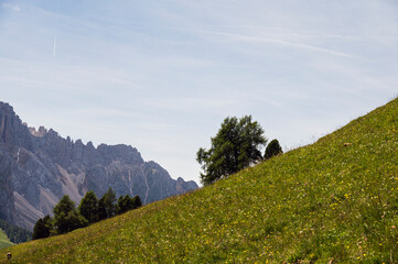 nature sceneries along the trail starting from the Costalunga Pass, Sen Jan di Fassa, Dolomites, Italy © fruttuoso
