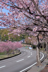 大寒桜　室戸広域公園で咲く　早春　（高知県　室戸市）