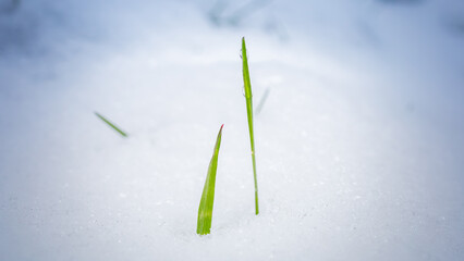 The buds that emerged in early spring were covered with snow.