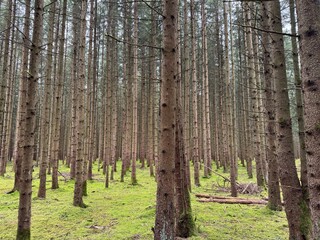 Obraz premium trees in the forest