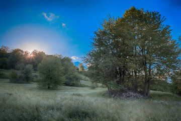 The landscape of spring forest, nature background.