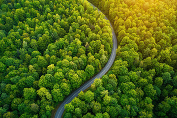 Aerial view of a winding road through lush green forest during golden hour.
