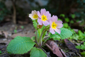 Primula vulgaris (common primrose) flower in natural environment