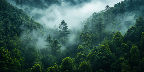 霧が漂う朝の山林｜静けさと癒しを感じる風景写真