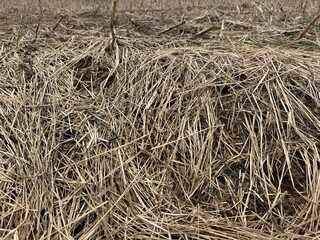 dry grass background