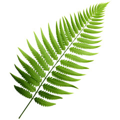 vibrant tropical fern leaf showcasing delicate, lush greenery, perfect for adding touch of nature to any design