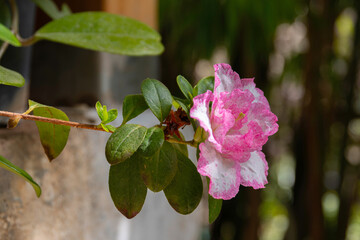 Azalea (Rhododendron) with pink white flowers, detail