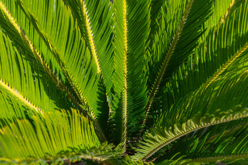 Sago palm (Cycas revoluta) leaves