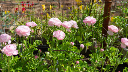 Ranunculus asiaticus Tecolote pink (Persian buttercup) flowers in garden