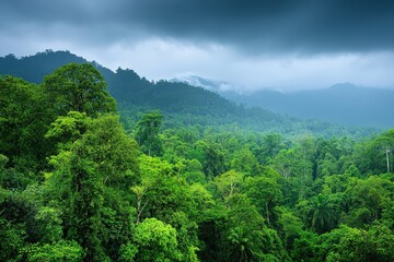 Fototapeta premium Lush green rainforest under a cloudy sky, showcasing dense foliage and mountainous terrain in a serene, natural environment.