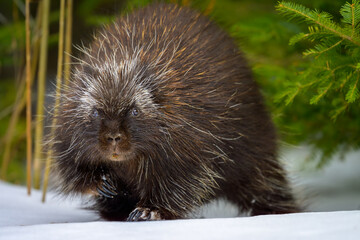 North American Porcupine close-up
