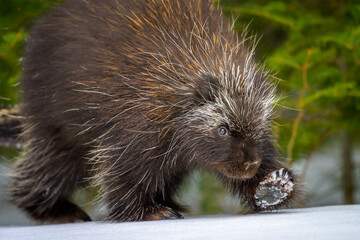 North American Porcupine close-up