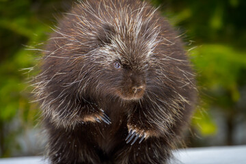 North American Porcupine close-up