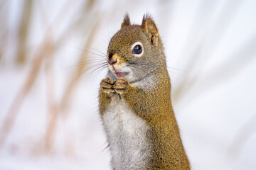 American Red Squirrel sitting upright with blurred white background