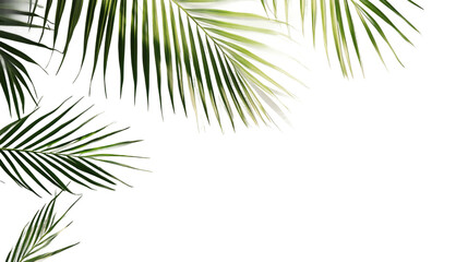 Palm leaf and sunlight pattern including close-up of palm frond against neutral background, ideal for summer background and minimal design